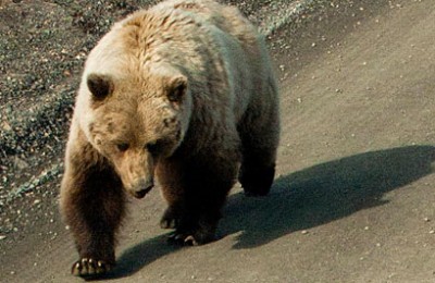Alaska-Brown-Bear