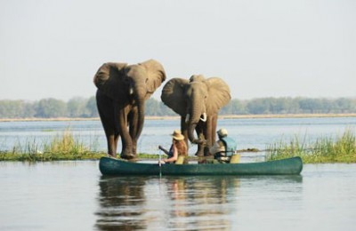 Elephants Fitness Adventure Travel